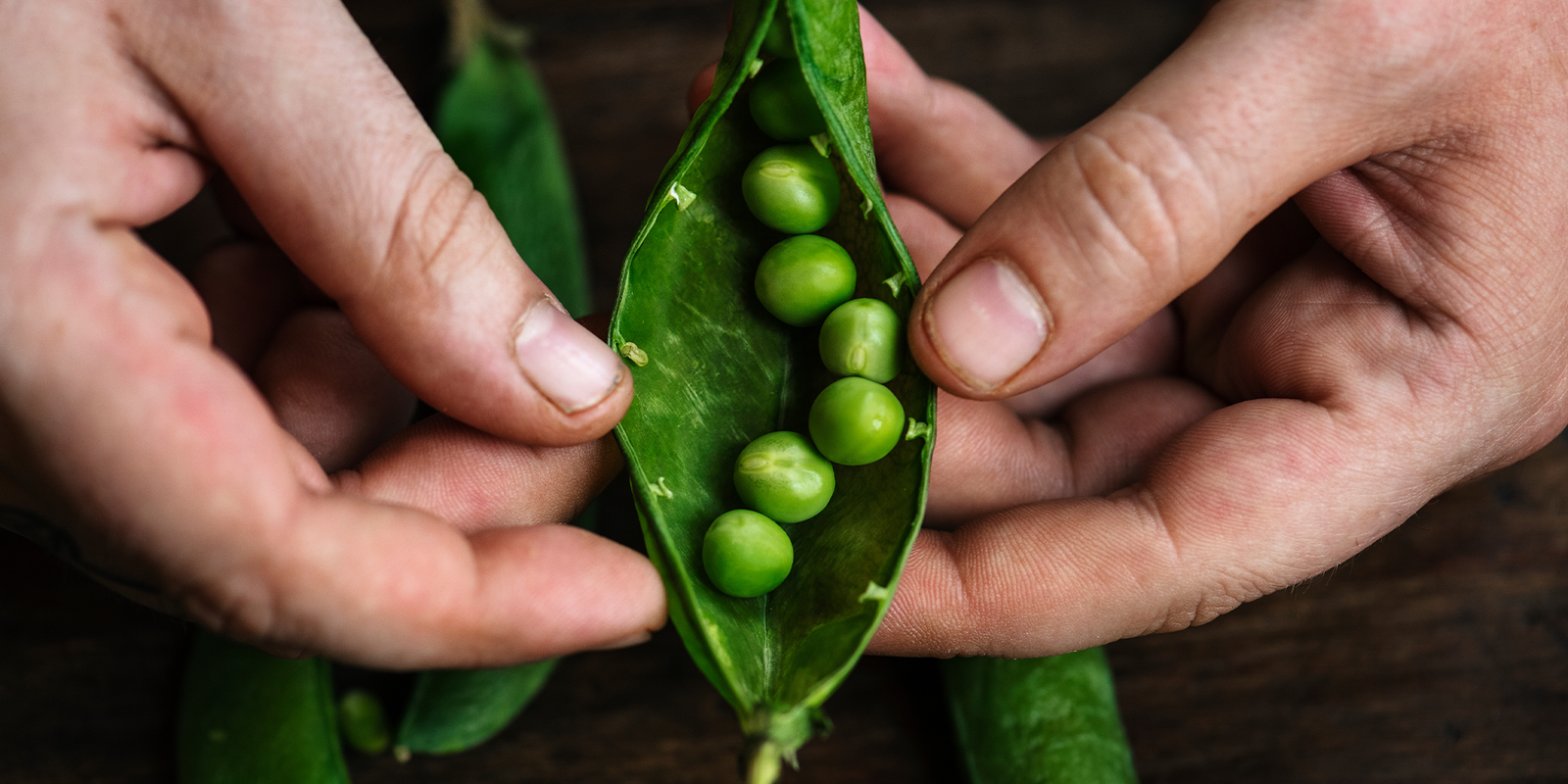 Pea Protein vs. Whey Protein